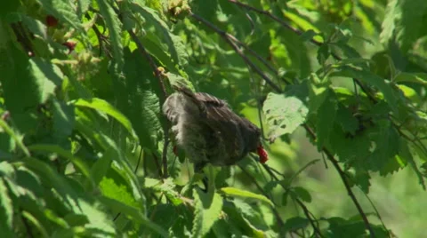 DARWIN FINCH DROPS BERRY | EXT, TIGHT | 24p |1080 Stock Footage 3678838