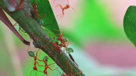 Darwin Green Ants Stock Footage 242763051