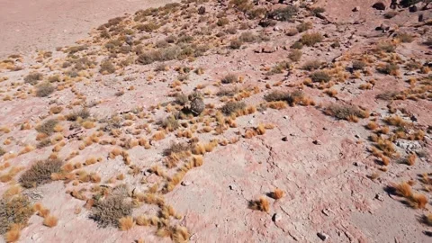 Darwin rhea bird walking across arid landscape in high altitude desert of A.. Stock Footage 337693706