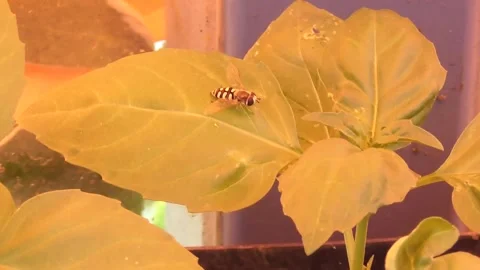 Darwin wasp on a leaf under a sunroof Stock Footage 341882289