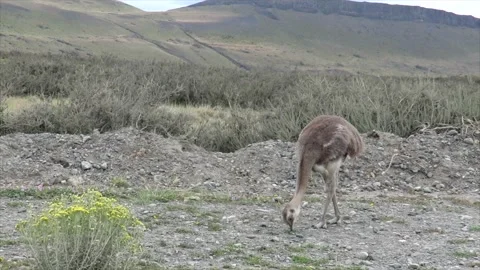 Darwin's rhea, a large flightless bird living in the Altiplano and Patagonia in Stock Footage 276834901