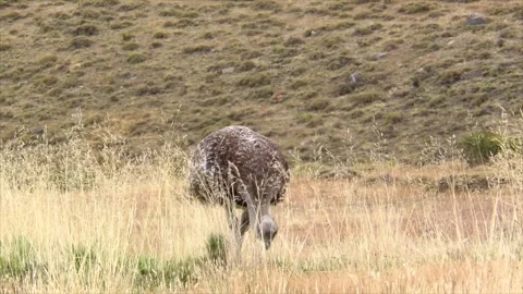 Darwin's rhea, a large flightless bird living in the Altiplano and Patagonia in Stock Footage 276843505