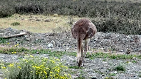 Darwin's rhea, a large flightless bird living in the Altiplano and Patagonia in Stock Footage 276851683