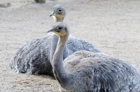 Darwins rhea Stock Photos