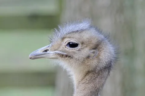 Darwins rhea profile Stock Photos