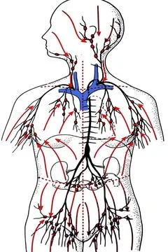 Das Lymphsystem Das Lymphsystem Copyright: xZoonar.com/curryx 2414023  Stock Photos