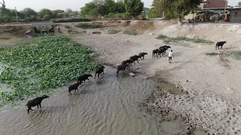 Dasada, Gujarat, India, Drone. Stock Footage 129043917