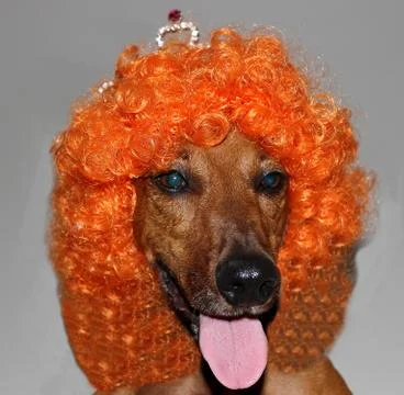 Daschund in carnival Stock Photos