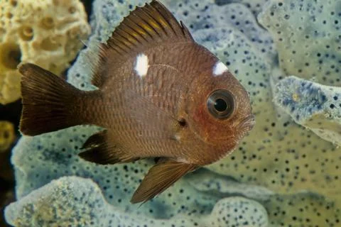 Dascyllus Stock Photos