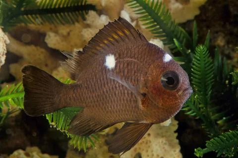 Dascyllus Stock Photos