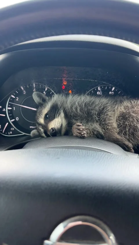 "Dash Panda" Tuckered Out, Cherry Valley, Arkansas, USA - 17 Jul 2026 Stock Footage 339978648