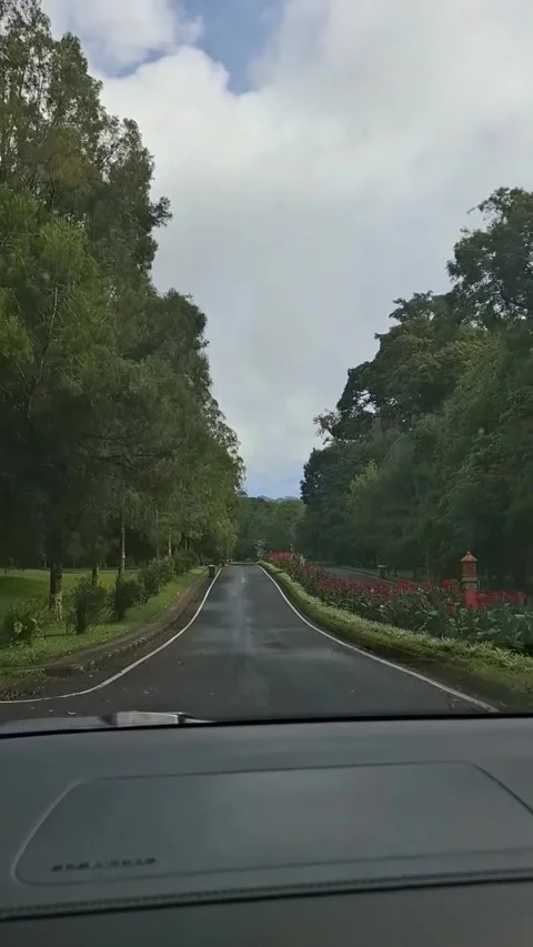 Dashboard POV Driving Through Beautiful Scenic Park Road Stock Footage 339880255
