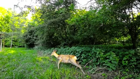 Dashcam Captures a Curious Deer in a Forest Clearing Video stock 282439406