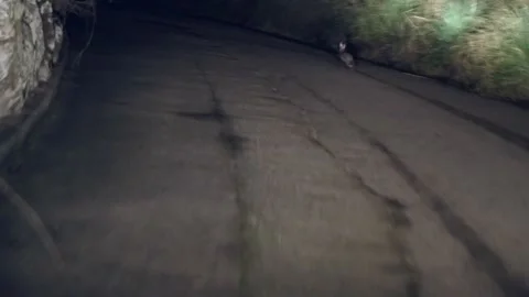 Dashcam of hare running down the street at night and meet a cat Video stock 147351163