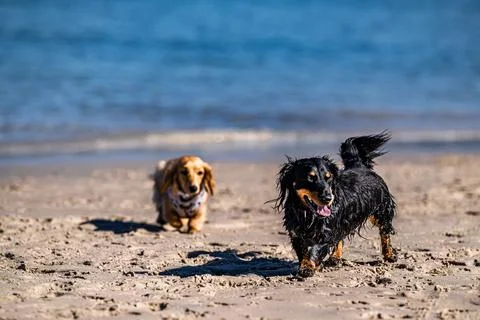 Dashing Through the Sand Stock Photos