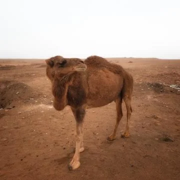 Dasht-e Lut Desert in eastern Iran taken in January 2019 taken in hdr Stock Photos