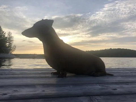 Dashund on a Dock 写真素材