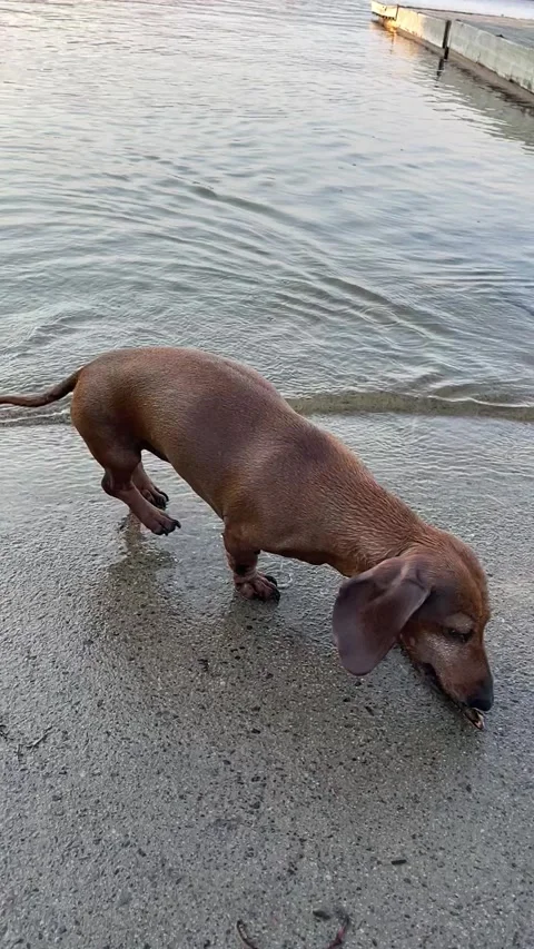 Dashund shakes off water Stock Footage 197405837