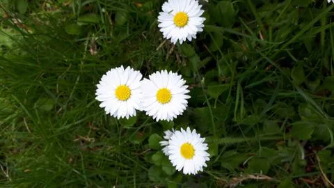 Dasies on a meadow Stock Photos
