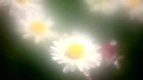 Dasies on the springtime meadow Video stock 62916467