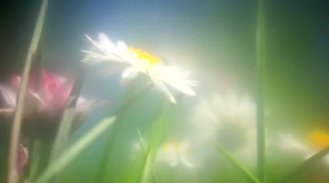 Dasies on the springtime meadow Video stock 62918502