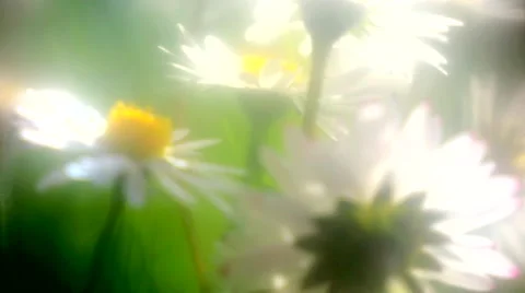 Dasies on the springtime meadow Video stock 62920085