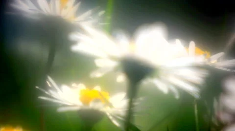 Dasies on the springtime meadow Stock Footage 62921847