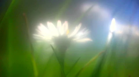 Dasies on the springtime meadow Stock Footage 62923775