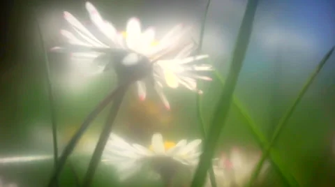 Dasies on the springtime meadow Stock Footage 62925489