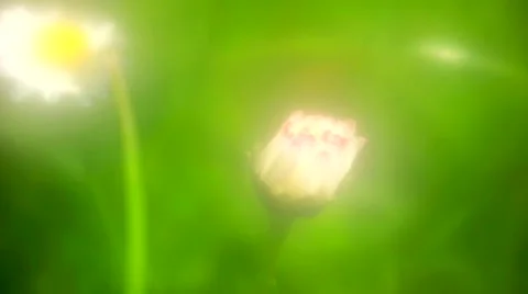 Dasies on the springtime meadow Video stock 62925579