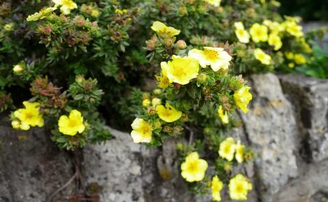 Dasiphora fruticosa growing on a garden wall Stock Photos