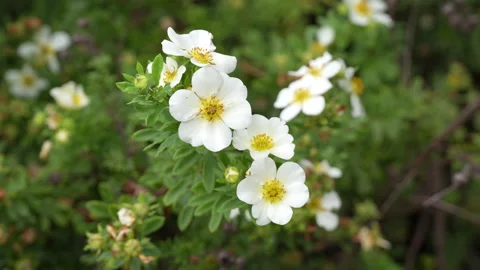 Dasiphora fruticose also known as shrubby cinquefoil and bush cinquefoil Stock Footage 344054994