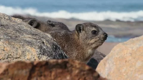 Dassie on the beach Stock Footage 11319269