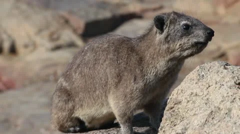 Dassie calling Stock Footage 11319176