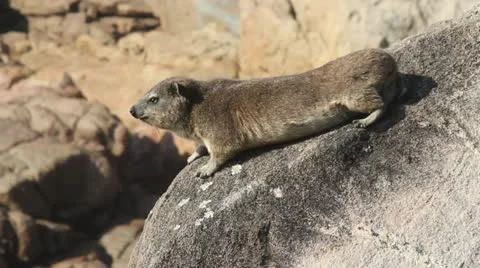 Dassie lying in the sun Stock Footage 11319410