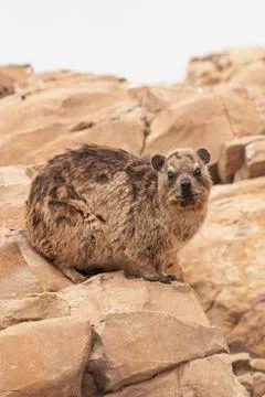 Dassie 스톡 사진