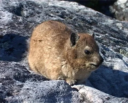 Dassie on Table Mountain, Cape Town GFSD Stock Footage
