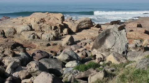 Dassies on beach Stock Footage 11321314