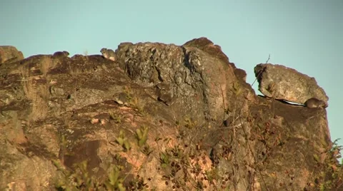 Dassies Stock Footage 8573977