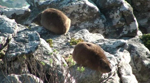 Dassies, rare animals Stock Footage 776757