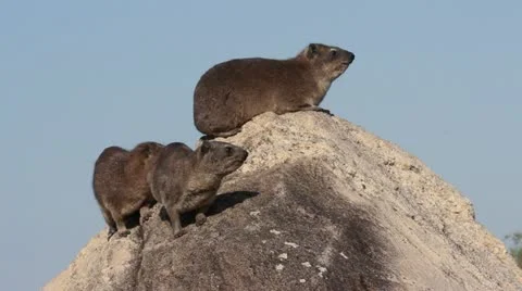 Dassies sitting on a rock Stock Footage 11319153