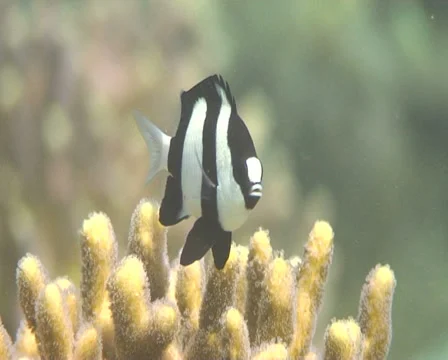 DASTSIL 1 Video stock 30122711