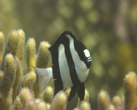 DASTSIL 2 動画素材 30122211