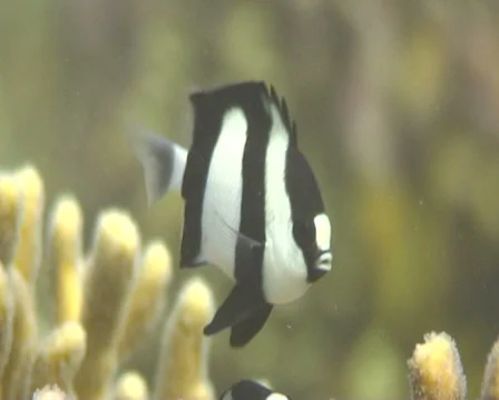 DASTSIL 3 動画素材 30123062