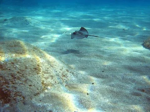Dasyatis pastinaca Stock Photos
