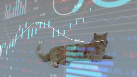 Data feed starting, ginger cat lying on floor, shifting while charts sweeping Stock Footage 333004641