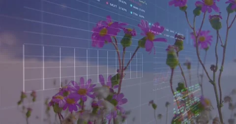 Data overlays emerging from right over pink daisies, scaling points and showing Stock Footage 329702768