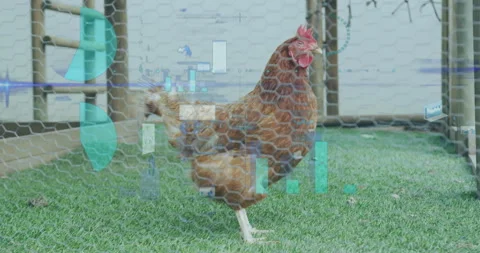 Data processing animation overlaid on chicken standing on grass, technology Stock Footage 305883753