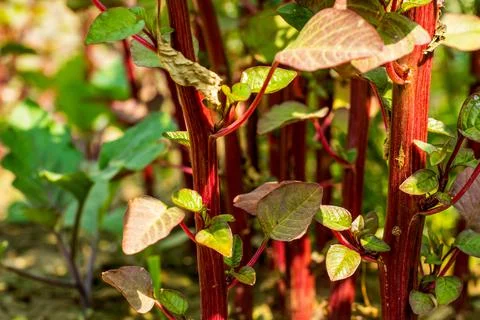 Data shak or Red amaranth is a fine example of root to stem cooking Stock Photos