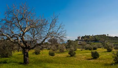 DATCA, MUGLA, TURKEY: The old Turkish windmill Datca Vineyard on a sunny day, Stock Photos